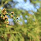 花粉症に悩まされないために！　ー食事編ー